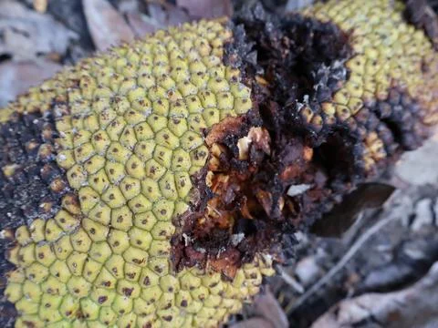Close-up of rotten jackfruit fruit Stock Photos