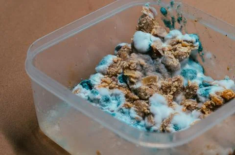 Close Up Of Rotten Leftover Food With Thick White And Blue Mold Growth Stock Photos
