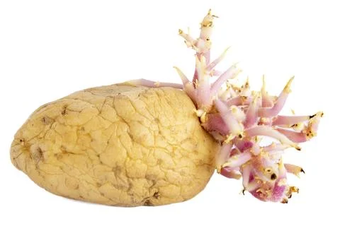 Close-up rotten old sprouting potatoes Stock-Fotos