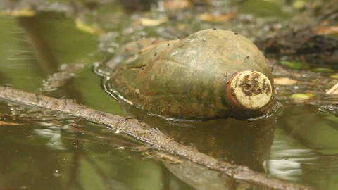 Close up of rotten pet bottle full of mosquitos Stock Footage 93822597