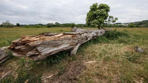 A close-up of a rotten, splintered dead tree trunk in front of a flowering .. Foto stock