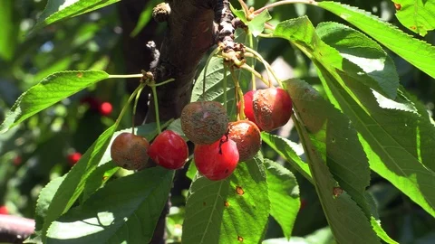 Close-up of rotten spoilt cherries on cherry tree branch Vídeos de archivo 120538349