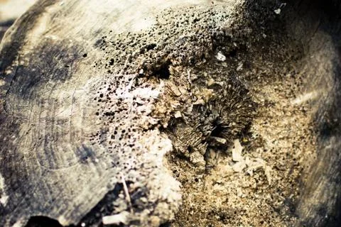 Close-up of a rotten tree  Stock Photos