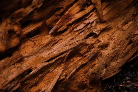 Close-Up of Rotten Tree with Textures Stock Photos