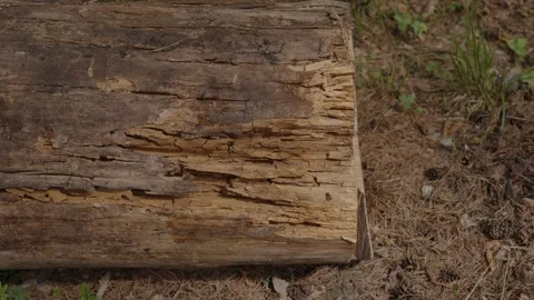 Close-up of rotting tree log with deep cracks and texture Stock Footage 335011243