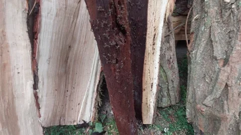 Close-up of rotting tree trunk with dark brown decay and bark Stock Footage 334797272