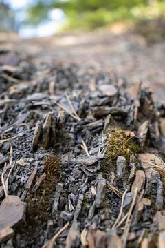 Close-Up of Rotting Tree Trunk with Moss Stock Photos