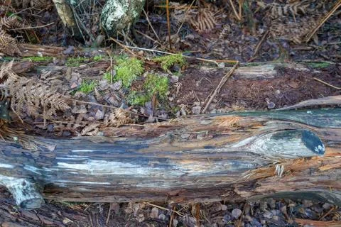 Close up of a rotting tree trunk Stockfoto's