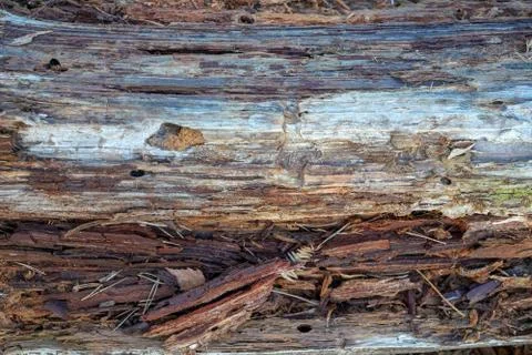 Close up of a rotting tree trunk Stock Photos