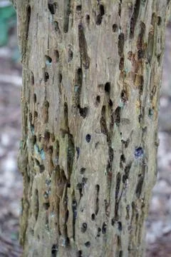 Close up of a rotting tree trunk Stock Photos