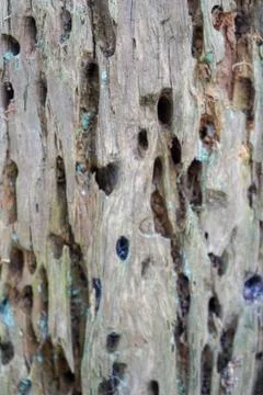 Close up of a rotting tree trunk 写真素材