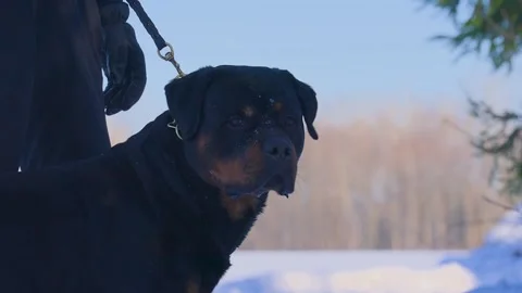 Close-up of a Rottweiler Stock Footage 328472601