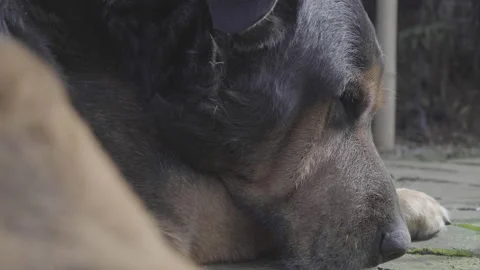 Close up of Rottweiler lying down bored, mucus in eye Stock Footage 138391800