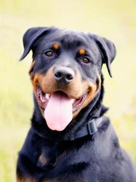 Close-up of rottweiler Stock Photos