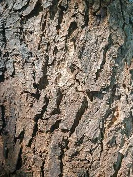 Close Up of Rough Aged Tree Bark Texture Background Foto stock