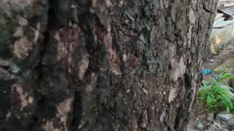 Close-Up of Rough Aged Tree Trunk Bark Texture Stock Footage 337805334