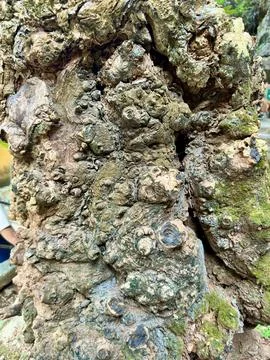 Close up of the rough and bumpy bark of a hundred year old ancient jackfruit Stock-Fotos