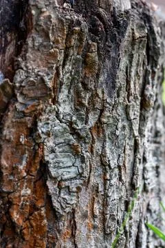 Close up of rough and cracked bark of an old tree trunk with wood details Stockfoto's