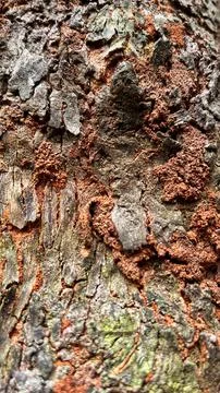 Close-up of rough and weathered tree bark with a natural hollow cavity Stock-Fotos