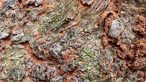 Close-up of rough and weathered tree bark with a natural hollow cavity 库存照片