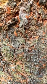 Close-up of rough and weathered tree bark with a natural hollow cavity Stock Photos