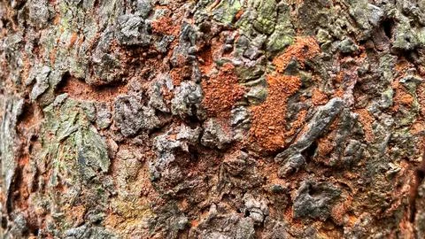 Close-up of rough and weathered tree bark with a natural hollow cavity Stock Photos
