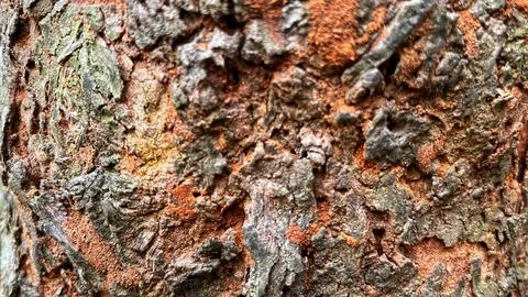 Close-up of rough and weathered tree bark with a natural hollow cavity Stock Photos