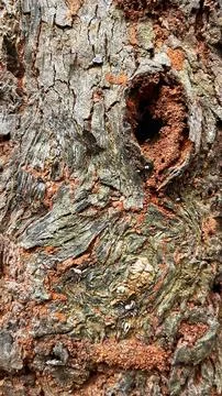 Close-up of rough and weathered tree bark with a natural hollow cavity Fotos de archivo