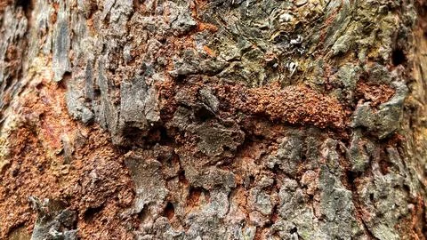 Close-up of rough and weathered tree bark with a natural hollow cavity 库存照片