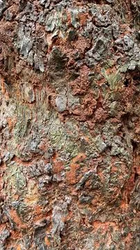Close-up of rough and weathered tree bark with a natural hollow cavity Stock Photos