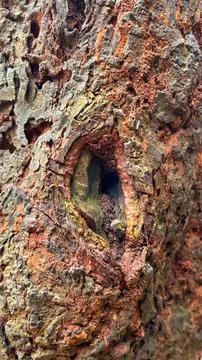 Close-up of rough and weathered tree bark with a natural hollow cavity Foto stock