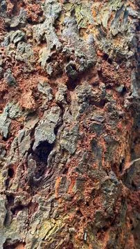 Close-up of rough and weathered tree bark with a natural hollow cavity Stock Photos