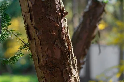 Close-up of the rough bark of a coniferous tree in the backlit sunlight in th Stock Photos