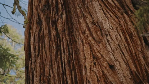Close Up of Rough Bark on Giant Sequoia Stock Footage 314897088