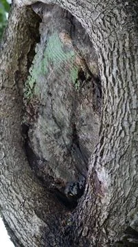Close-up of rough bark texture on an old birch tree trunk Stock Photos