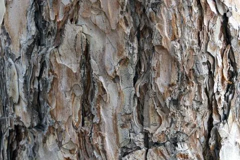Close-Up of Rough Bark Texture Stock Photos