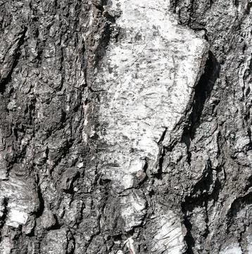 Close-up of rough birch tree bark texture with cracks and natural patterns Stock Photos