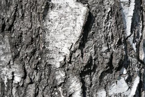 Close-up of rough birch tree bark texture with cracks and natural patterns Stock Photos