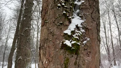 Close-up on the rough brown bark of a large tree trunk covered with patches of Stock Footage 323533168