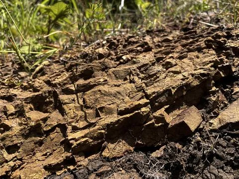 Close-Up of Rough Brown Tree Bark in Sunlight 写真素材