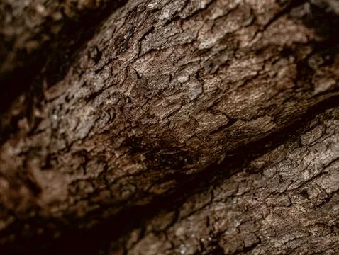 Close Up Rough Brown Tree Bark Texture Background with Natural Wood Grain P.. Stock Photos