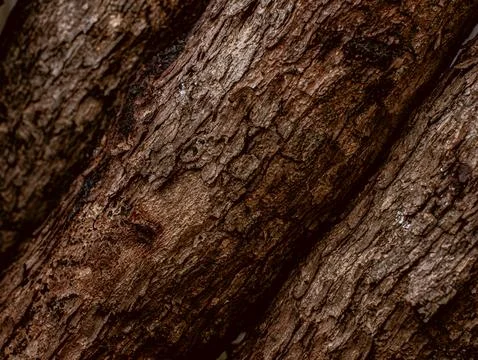 Close Up Rough Brown Tree Bark Texture Background with Natural Wood Grain P.. Stock Photos