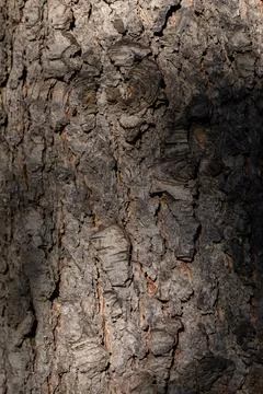 Close Up of Rough Cracked Bark with Deep Vertical Lines Foto stock