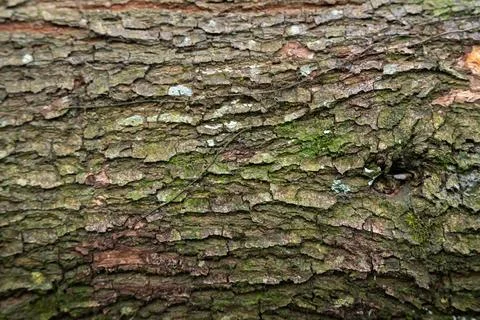 Close up of rough cracked tree bark covered with green moss Fotos de archivo