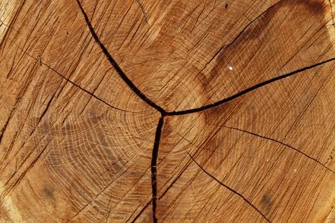 Close up of a rough cut tree trunk cross section showing detailed wood ring.. Stock Photos