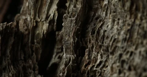 Close-Up of Rough Decayed Wooden Texture Stock Footage 290769601