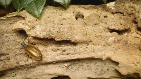 Close-up of the rough-haired lagria beetle (Lagria hirta)crawling 스톡 동영상 325089775
