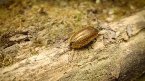 Close-up of the rough-haired lagria beetle (Lagria hirta)crawling. Stock Footage 325089778