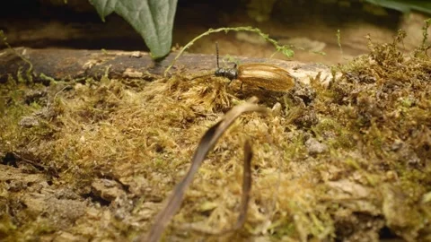Close-up of the rough-haired lagria beetle (Lagria hirta) , crawling 스톡 동영상 325089798