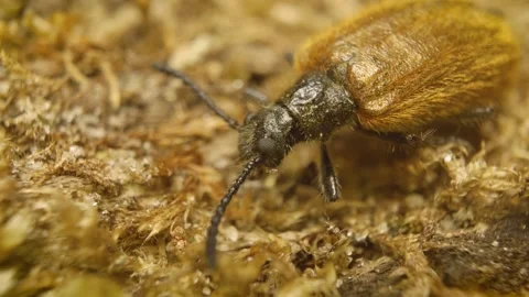 Close-up of the rough-haired lagria beetle (Lagria hirta) Stock Footage 325089806
